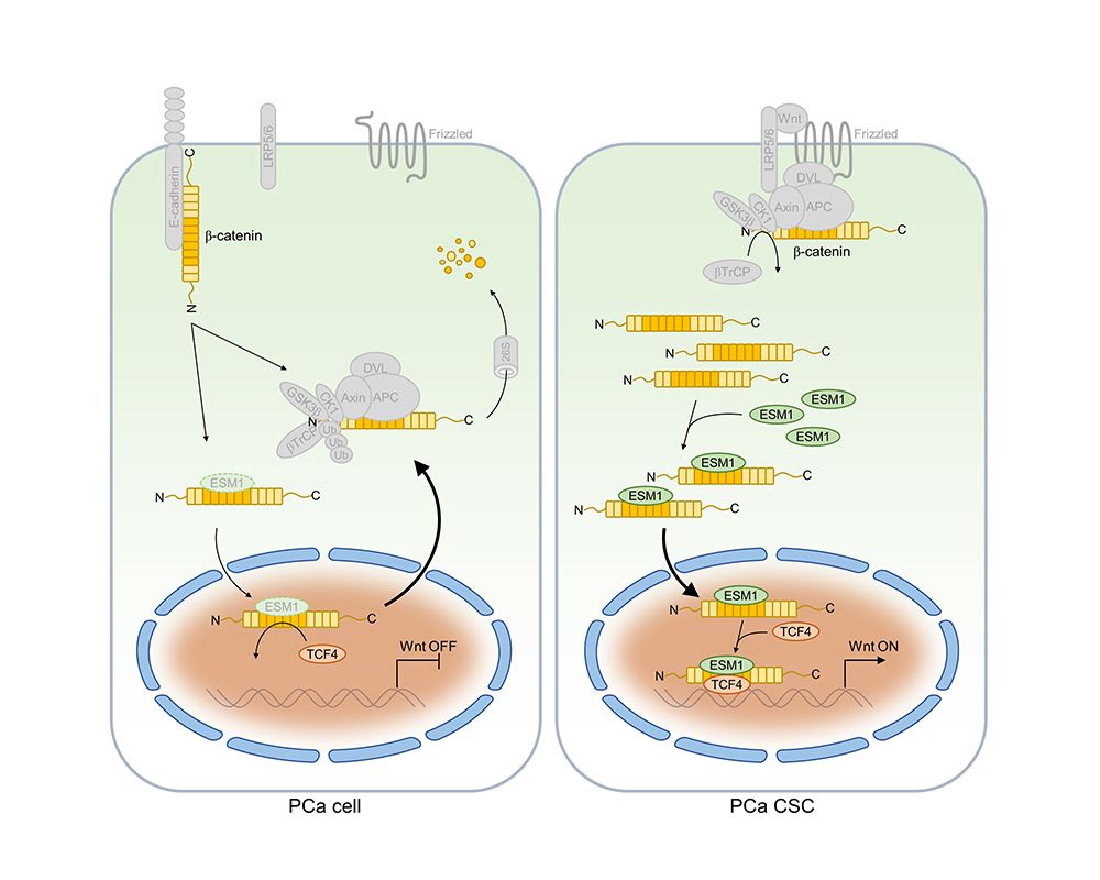 Protein Mislocalization May Alter Cancer Progression-封面圖