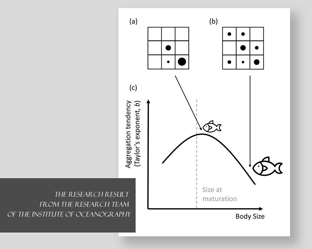 Hump-shaped relationship between aggregation tendency and body size within fish populations-封面圖