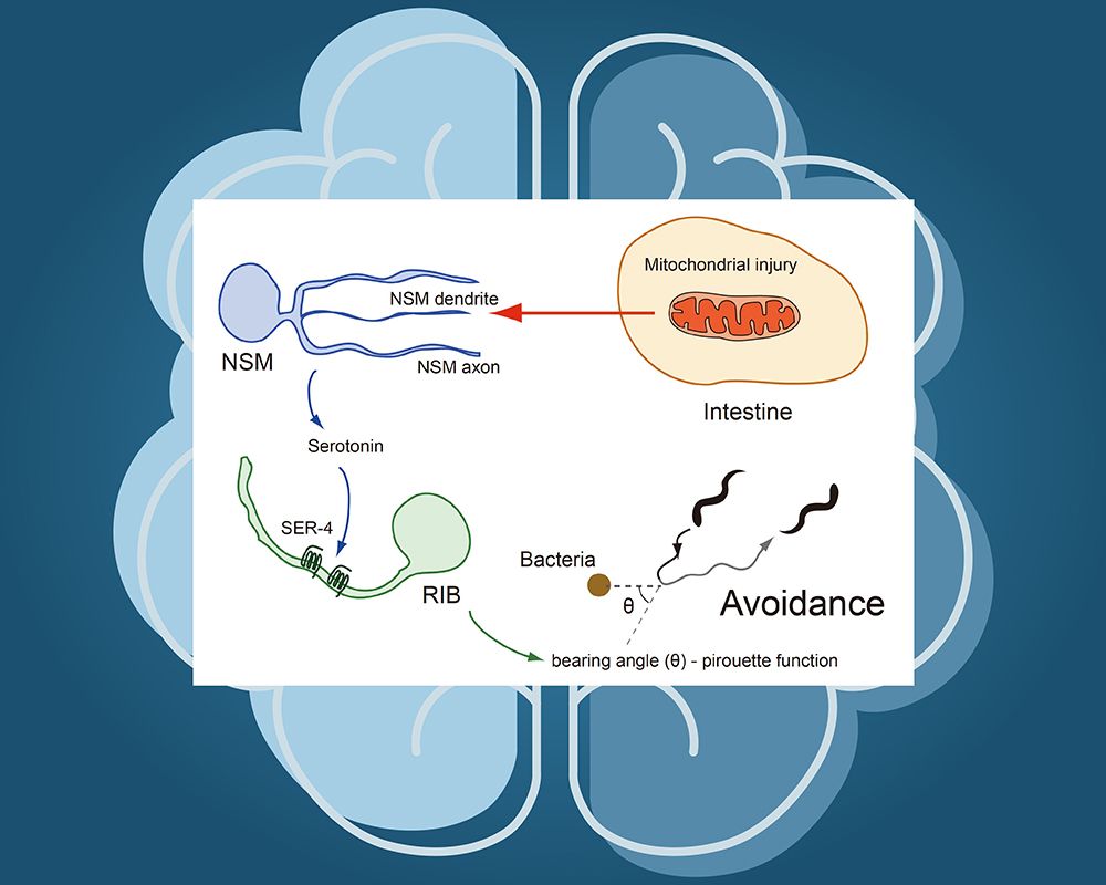 Prof. Chun-Liang Pan &amp; His Team Discover Mechanisms of Memory and Learning under Cellular Stress-封面圖