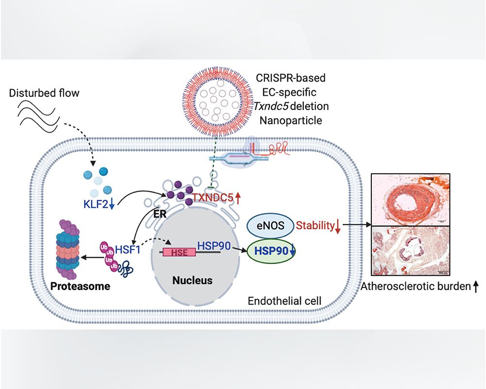 Dr. Kai-Chien Yang’s Team discovered the novel atherorelevant mechano-transduction mechanisms, findings published in Science Advances-封面圖