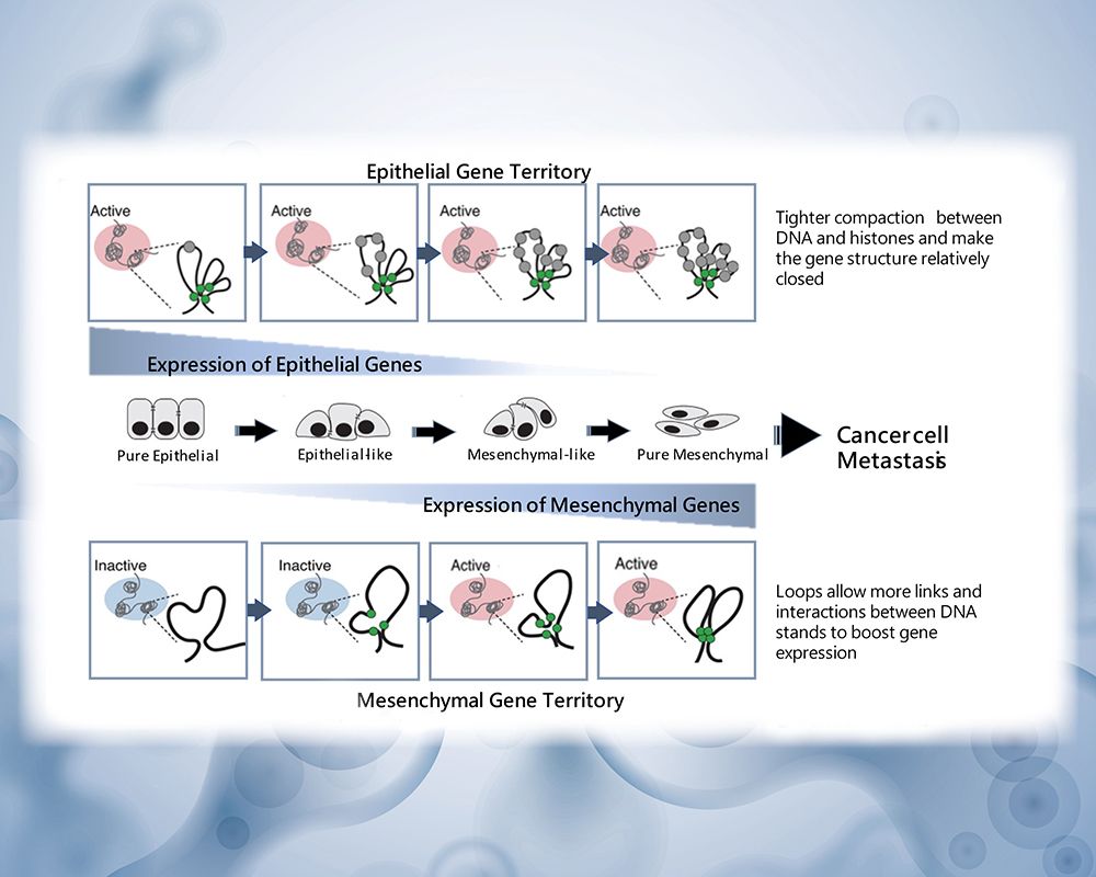 Professor Ruby Huang’s Research Predicting Cancer Metastasis Through 3D Genome Organization-封面圖