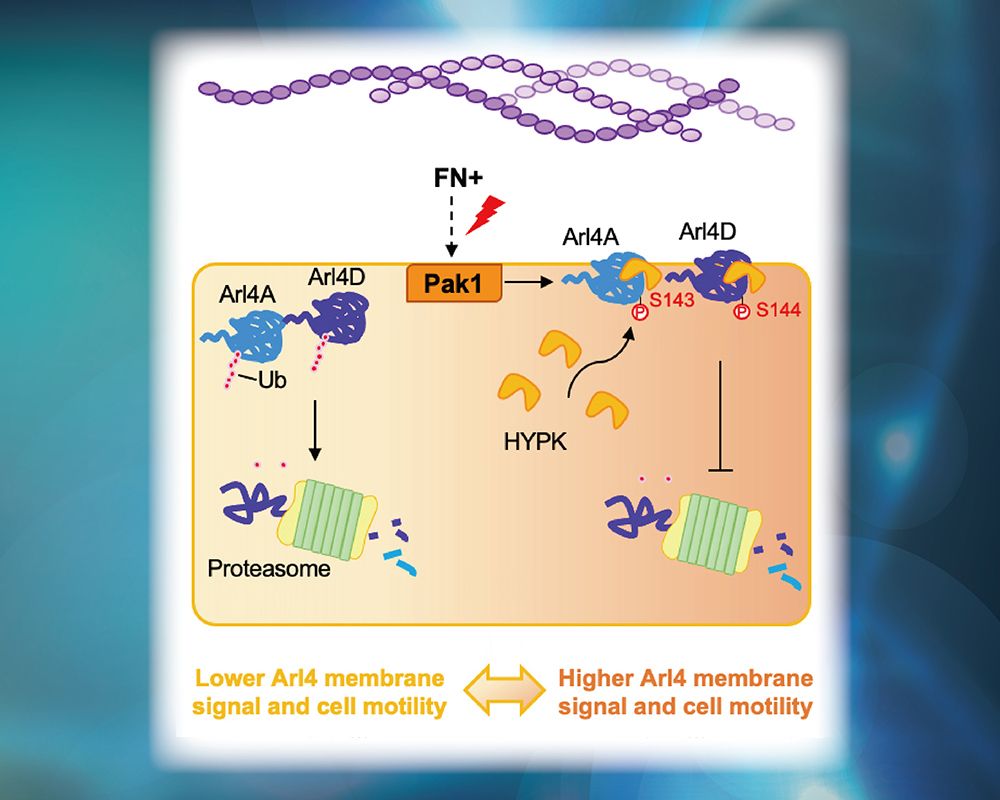 Professor Fang-Jen Lee’s Research Reveals the Mechanism of Fibronectin-Induced Small GTPase Stability and Promotes Cell Migration-封面圖