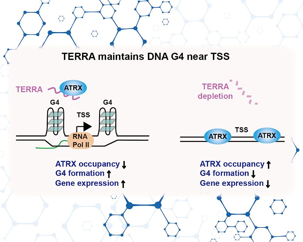 A Novel Mechanism of Long Non-Coding RNA in Epigenetic Regulation-封面圖