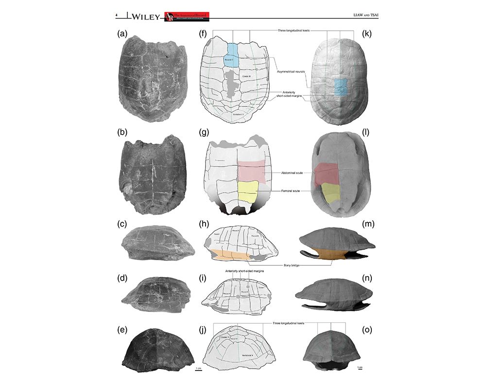 Conservation Paleobiology Provides New Insight Into the Decision-Making of Conservation Policy-封面圖