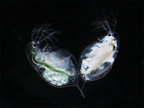 Temperature Modifies Trait-Mediated Infection Outcomes in a Daphnia–fungal Parasite System-封面圖