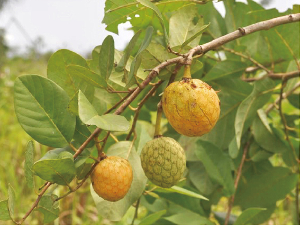 NTU Collaborates With Multinational Team on the Rescue of African Vegetable Germplasm-封面圖