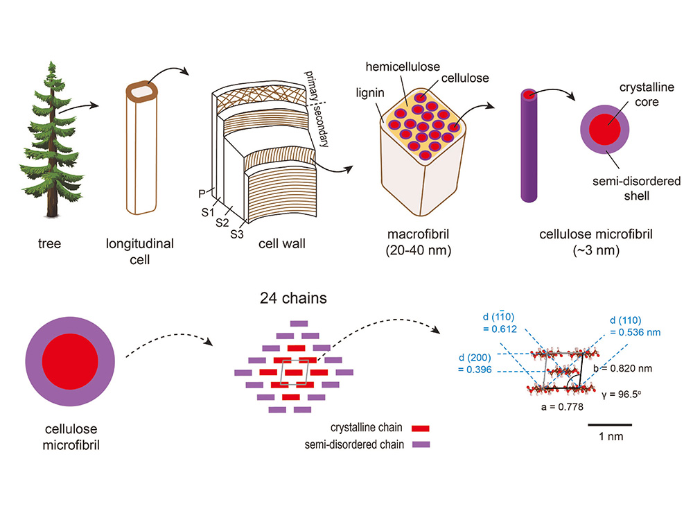 NTU Solved Century-Old Challenge of Wood Cellulose, Results Published in Nature Plants-封面圖