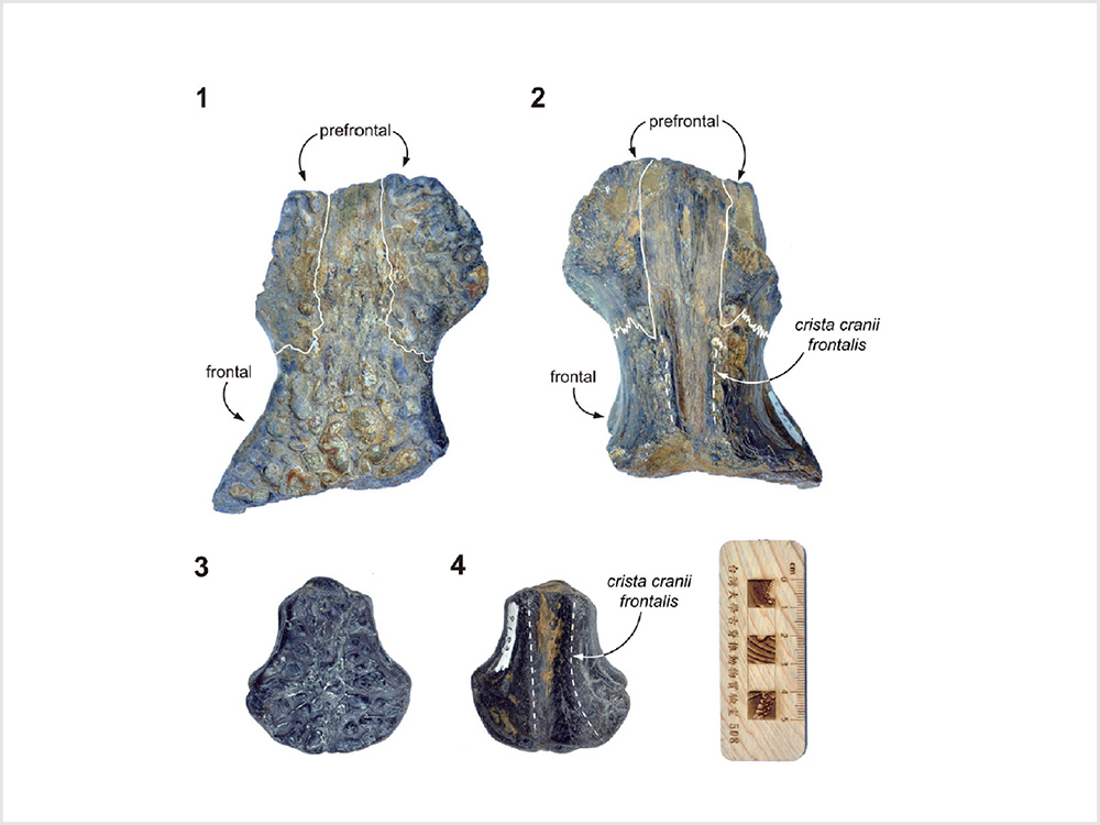 NTU Faculty and Students Discovered Largest Reptile in Taiwan's Natural History-封面圖