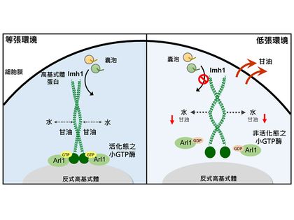 細胞代謝與囊泡運輸調控的嶄新發現 甘油調控高基氏體蛋白定位與功能圖