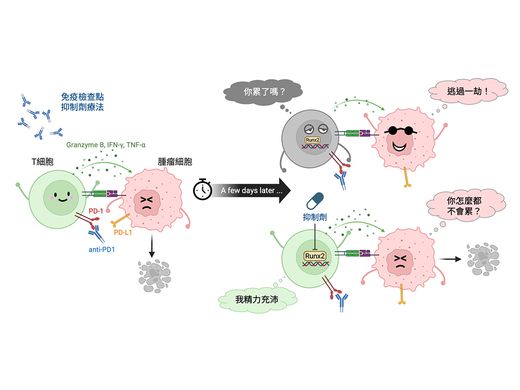 免疫細胞為何會「累垮」？臺大團隊找到關鍵因子 為免疫療法開新路圖