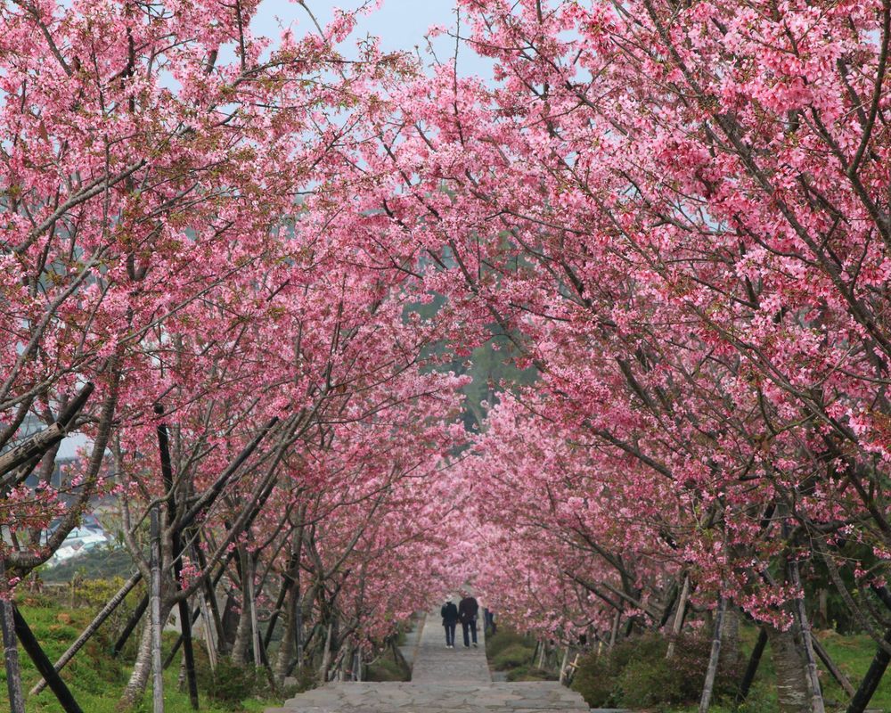 鳳凰櫻花隧道 鹿谷浪漫綻放-封面圖