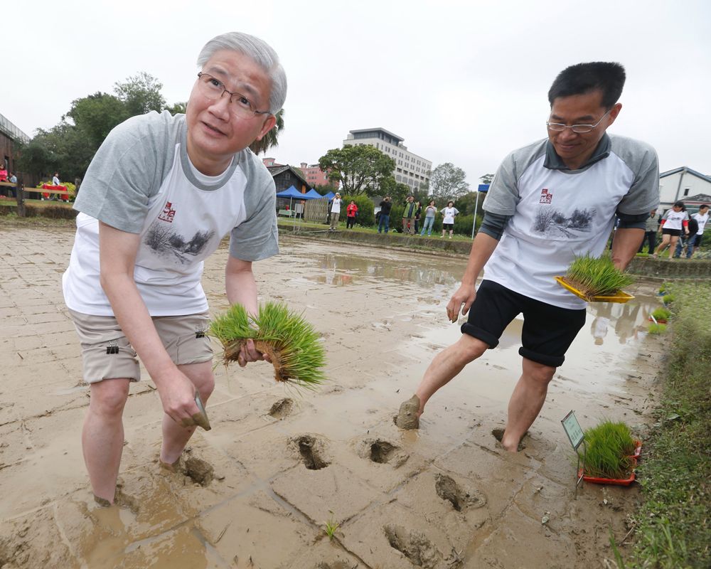 臺南16號 楊泮池校長親自下田插秧-封面圖