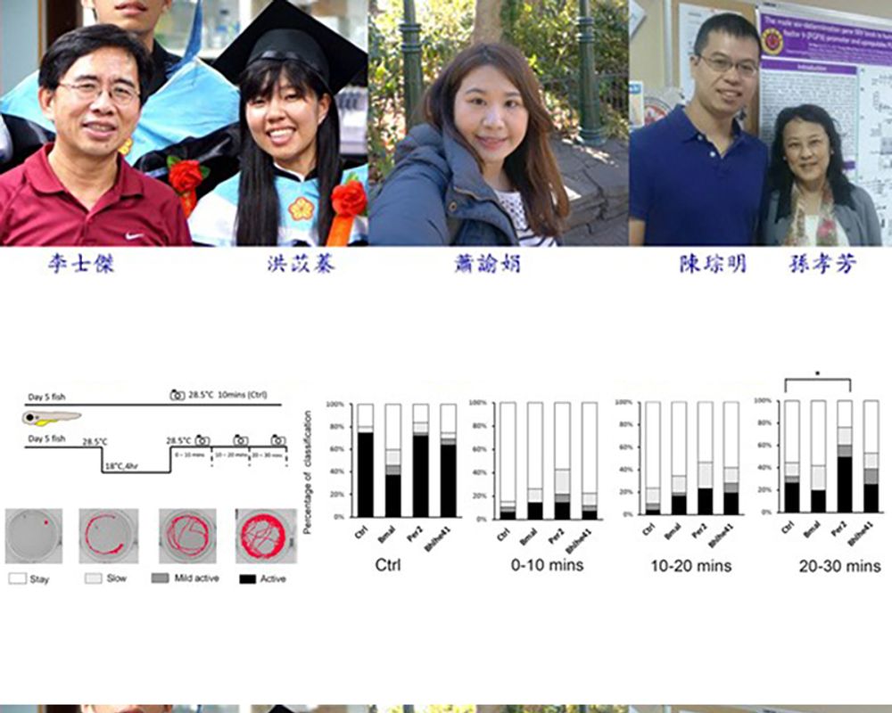 防制水產養殖寒害 臺大生技團隊發現斑馬魚抗寒機制-封面圖