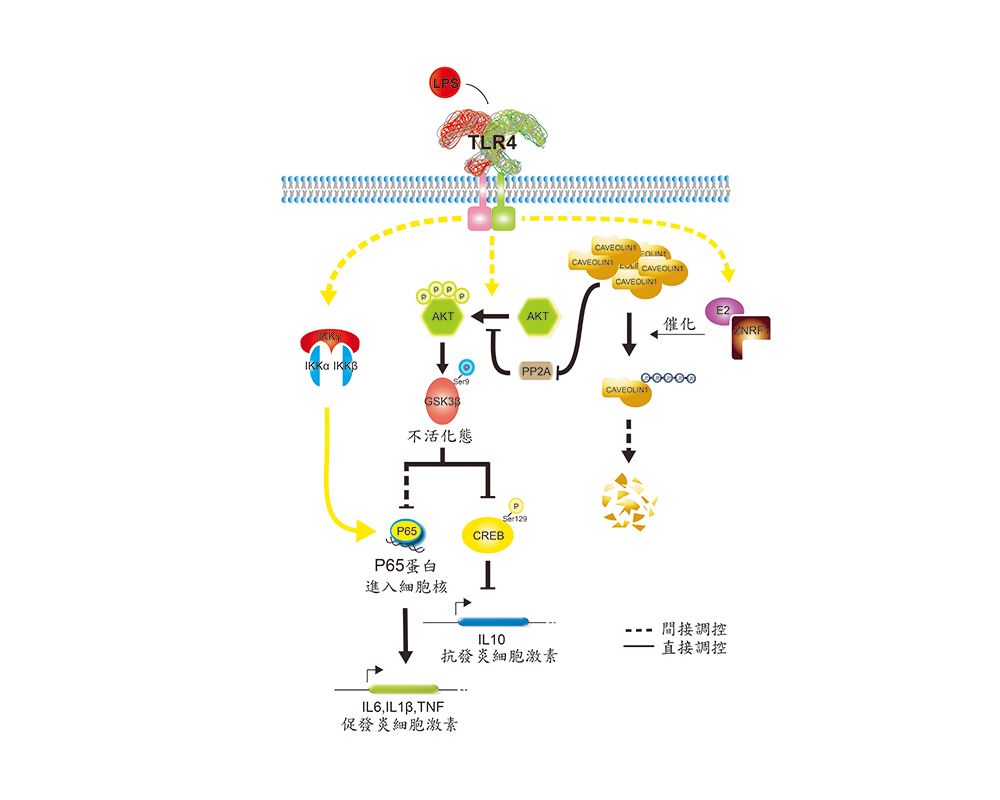 分子醫學研究所徐立中團隊論文成果發表《Nature Communications》-封面圖