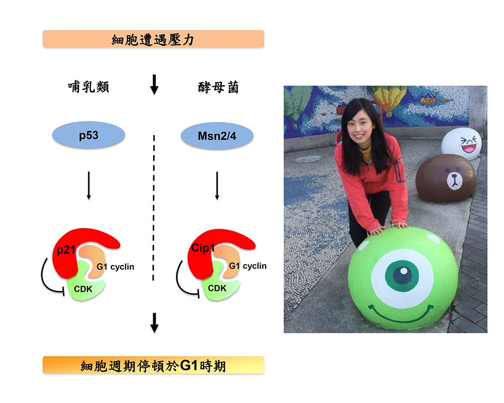 醫學院微生物所鄧述諄團隊發現癌症抑制機制榮登Nature Communications-封面圖