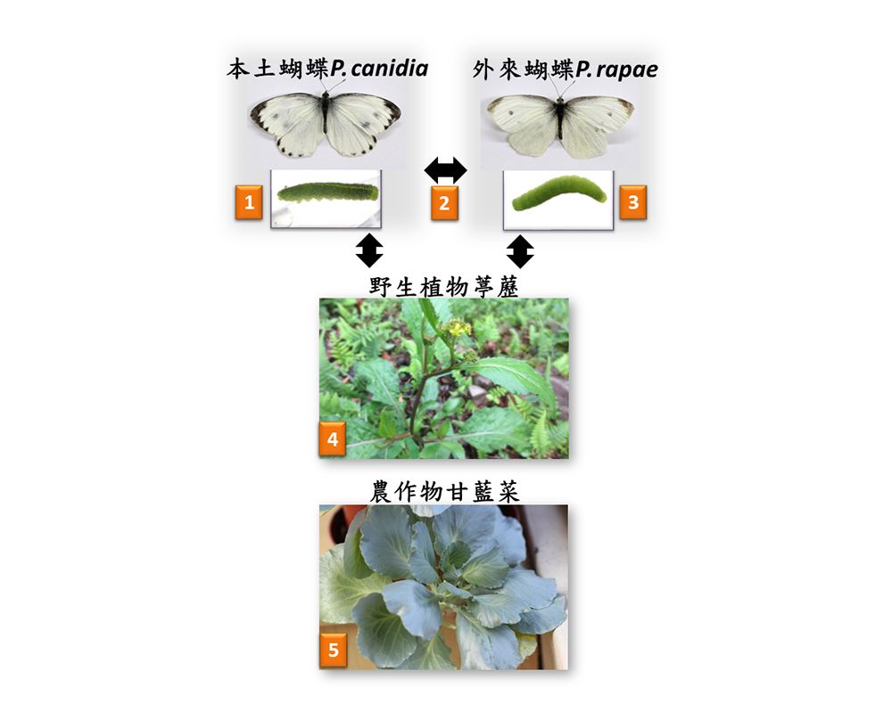 氣候暖化改變外來物種與本土物種的競爭關係-封面圖