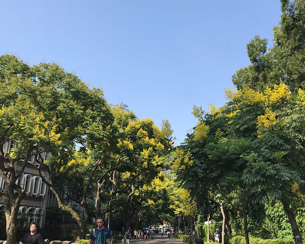 欒樹黃金雨—校園秋日最美的風景-封面圖