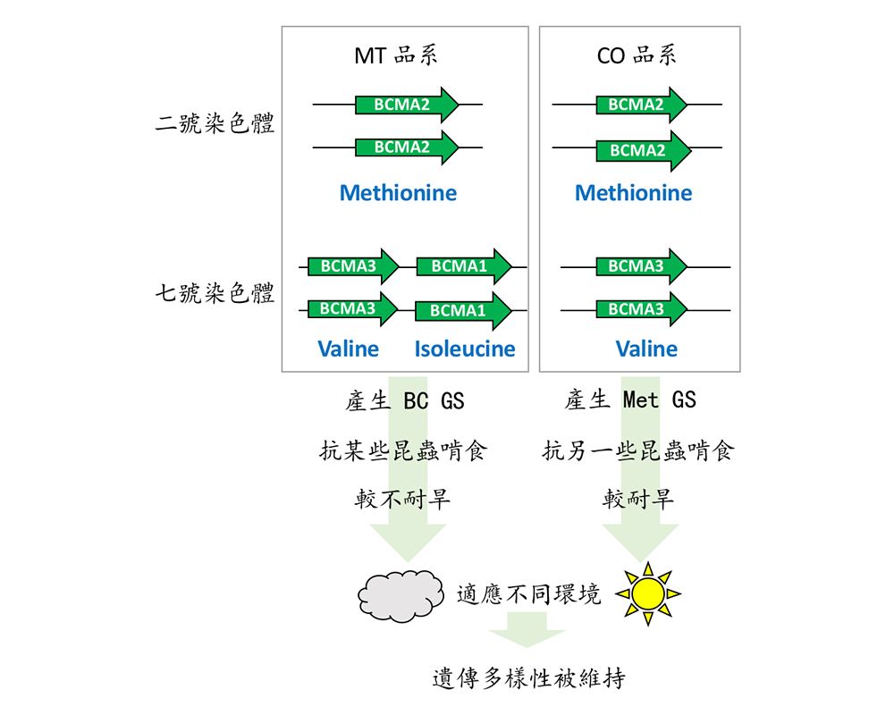 本校李承叡老師與國際團隊研究自然界「芥末」多樣性 榮登《Nature Ecology &amp; Evolution》-封面圖