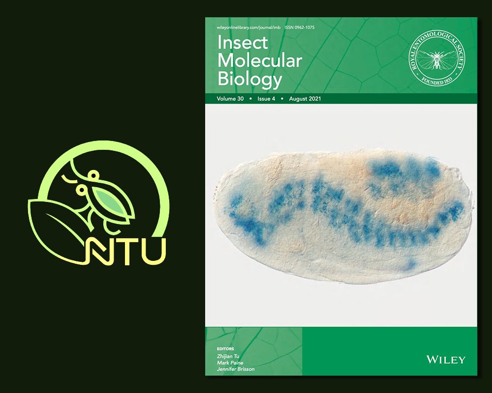 新版新氣象：昆蟲學系蚜蟲發育基因研究 第六度榮登國際期刊封面-封面圖