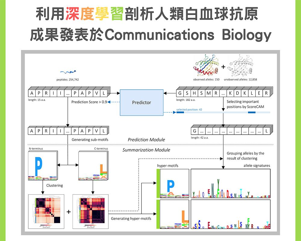 利用深度學習剖析人類白血球抗原之各種等位基因辨識抗原的差異-封面圖