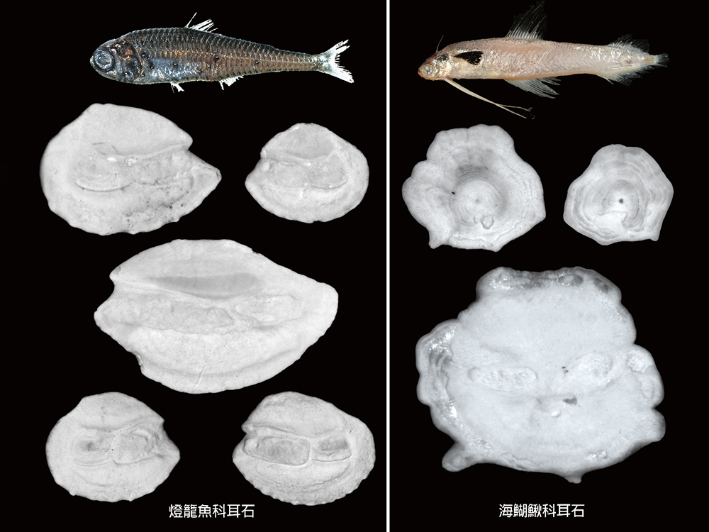 深海沉積物揭示魚類生態與海水溫度具有密切關係-封面圖