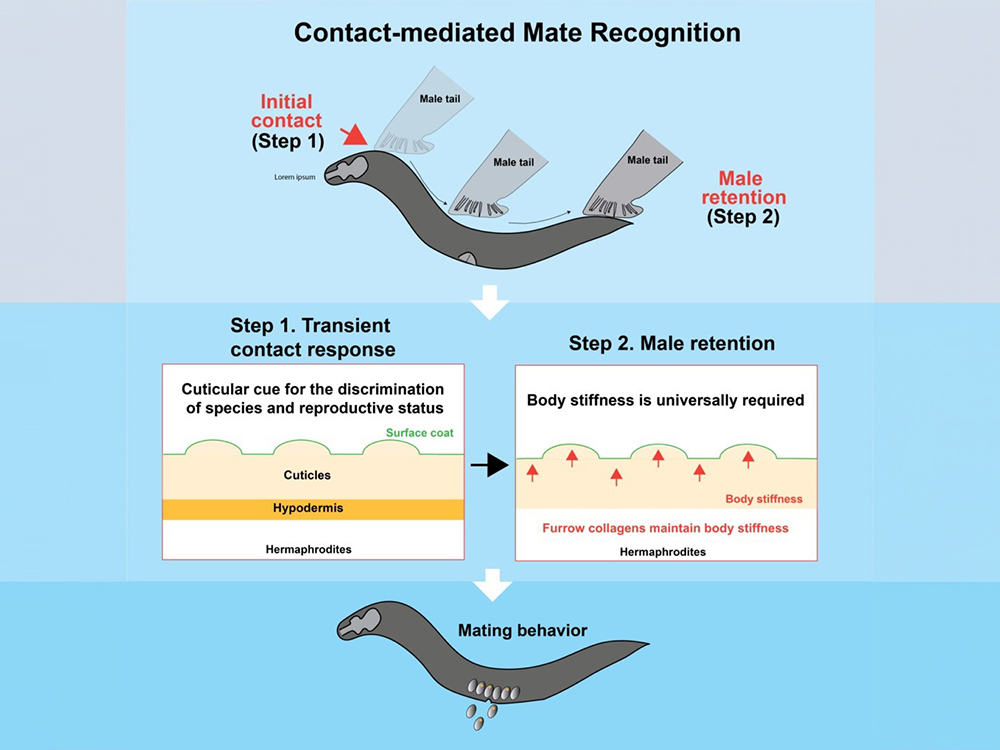 臺大分細所陳俊豪助理教授與跨國團隊攜手合作發現線蟲身體硬度會影響接觸性的伴侶辨識的社交行為　成果發表於國際期刊《當代生物學》 Current Biology-封面圖