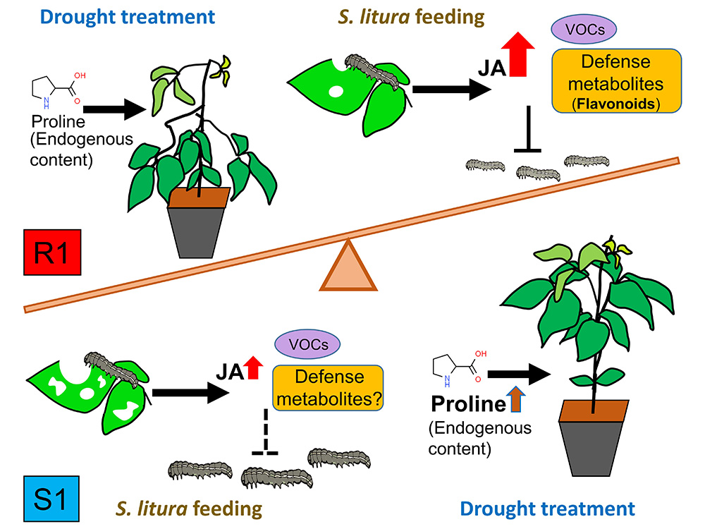 生命科學院特色研究報導—植物科學研究所陳賢明助理教授 野生綠豆的抗蟲防禦機制-封面圖