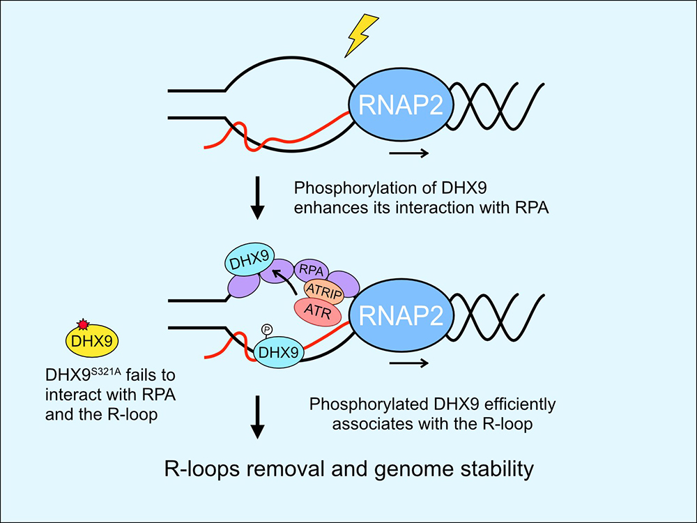 臺大吳青錫助理教授團隊研究成果刊登於 Nucleic Acids Research 期刊-封面圖