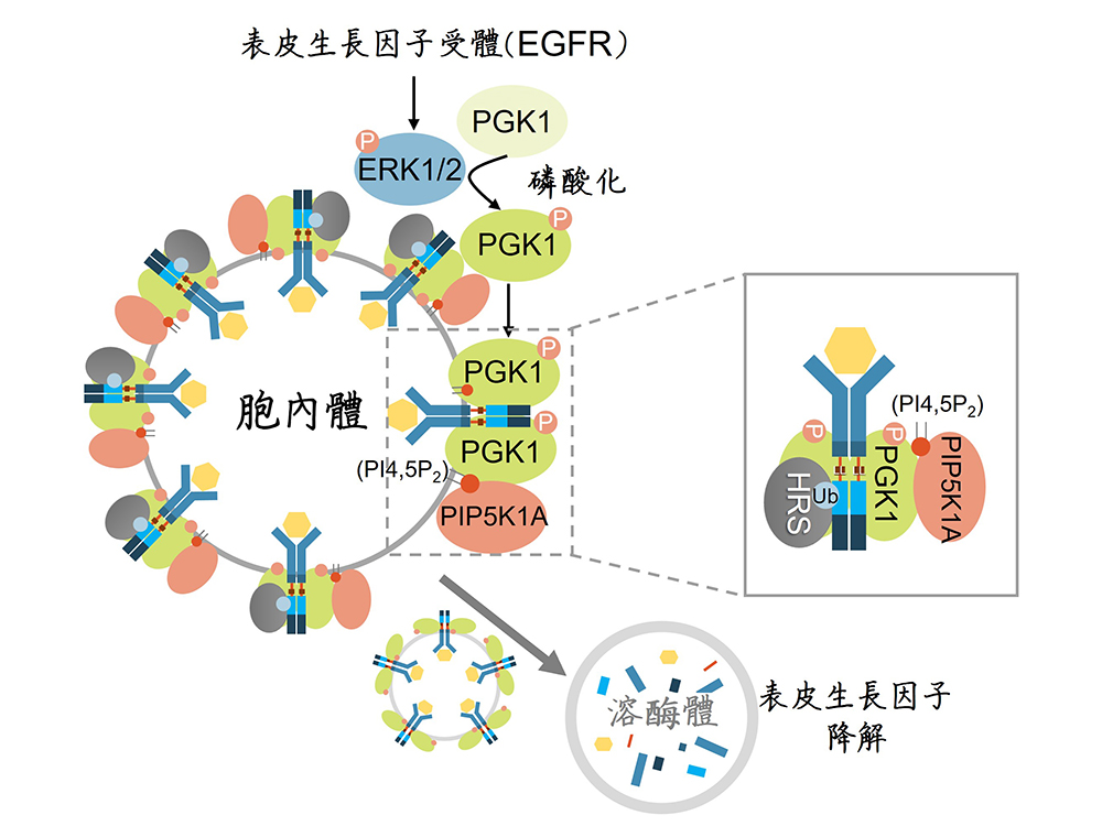 生化科學研究所許家維老師團隊 解開細胞內蛋白質降解機制 研究成果發表於 Nature Communications-封面圖