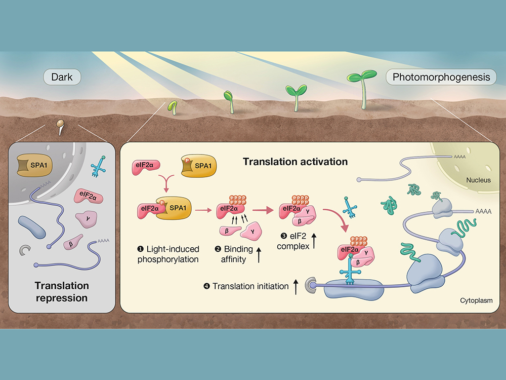 生化科技系助理教授鄭梅君團隊發現植物特有的磷酸化機制能調節光照促進的轉譯作用 成果發表於Nature Communications-封面圖
