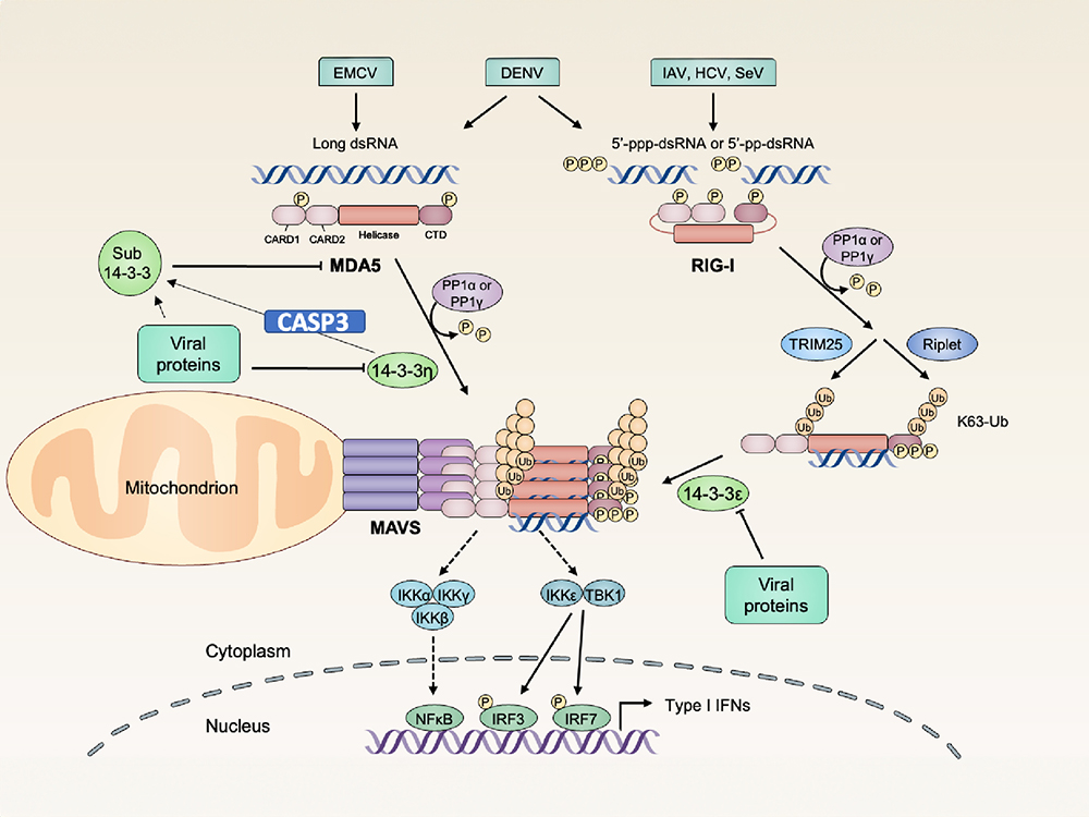 新研究揭示Caspase-3對於MDA5相關先天性抗病毒免疫反應的時序性調節-封面圖