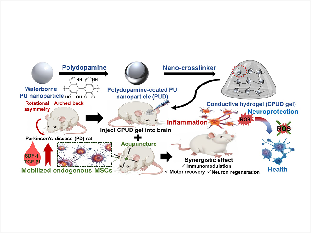 導電自癒合水凝膠結合頭皮針刺開啟帕金森氏症治療新契機-封面圖