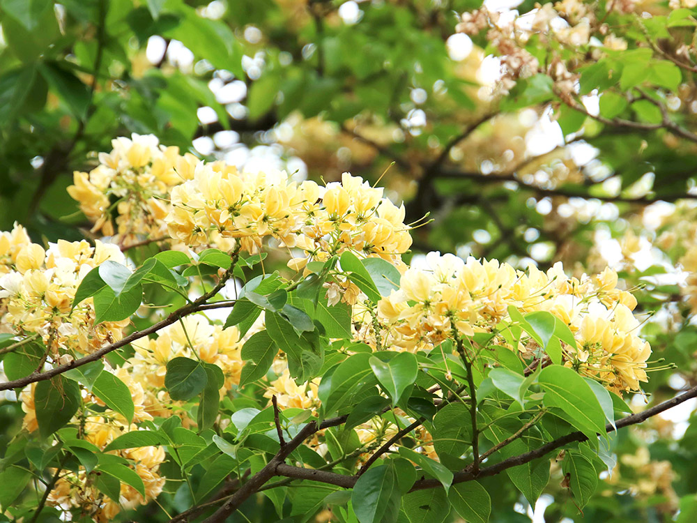 打破資料限制 臺大團隊開發氣候變遷物候指標新方法-封面圖